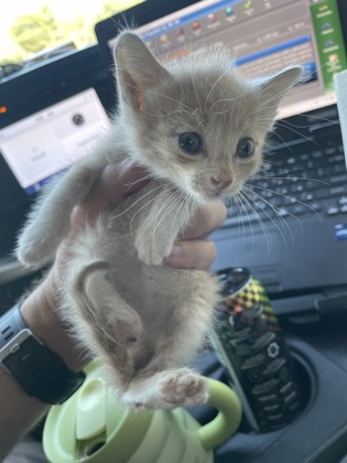 Shelter Stray Unknown Cat last seen 300-blk. W. Cherry St., Duncanville, TX, 1150 E Pleasant Run Rd, Cedar Hill, TX 75104, USA