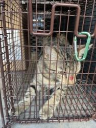 Shelter Stray Unknown Cat last seen 1100-blk. Lombard Ln., Duncanville, TX, 1150 E Pleasant Run Rd, Cedar Hill, TX 75104, USA