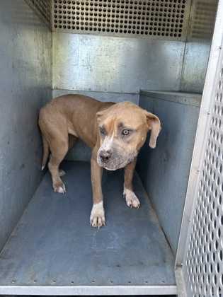Shelter Stray Female Dog last seen Near Heather Trail, South District, TX, 355 Hillshire Dr, Haslet, TX 76052, USA