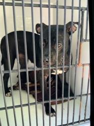 Shelter Stray Female Dog last seen Near VERBENA ST NW, Atlanta, GA, 1251 Fulton Industrial Blvd NW, Atlanta, GA 30336, USA