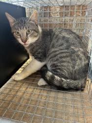 Shelter Stray Male Cat last seen Near blk crestview-KN, KENNEDALE, TX, 3961 Bluebell Dr, Everman, TX 76140, USA