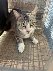 Shelter Stray Male Cat last seen Near blk crestview-KN, KENNEDALE, TX, 3961 Bluebell Dr, Everman, TX 76140, USA