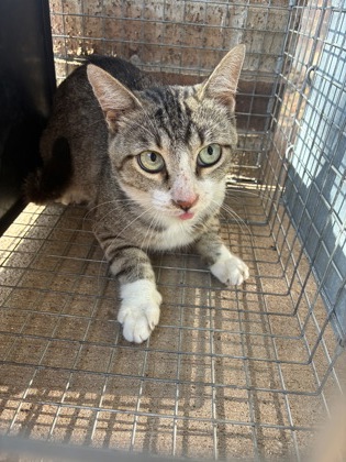 Shelter Stray Male Cat last seen Near blk crestview-KN, KENNEDALE, TX, 3961 Bluebell Dr, Everman, TX 76140, USA