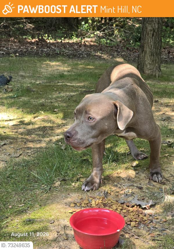 Found/Stray Unknown Dog last seen Spring Harvest Drive, Mint Hill, NC 28227