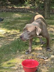 Found/Stray Unknown Dog last seen Spring Harvest Drive, Mint Hill, NC 28227