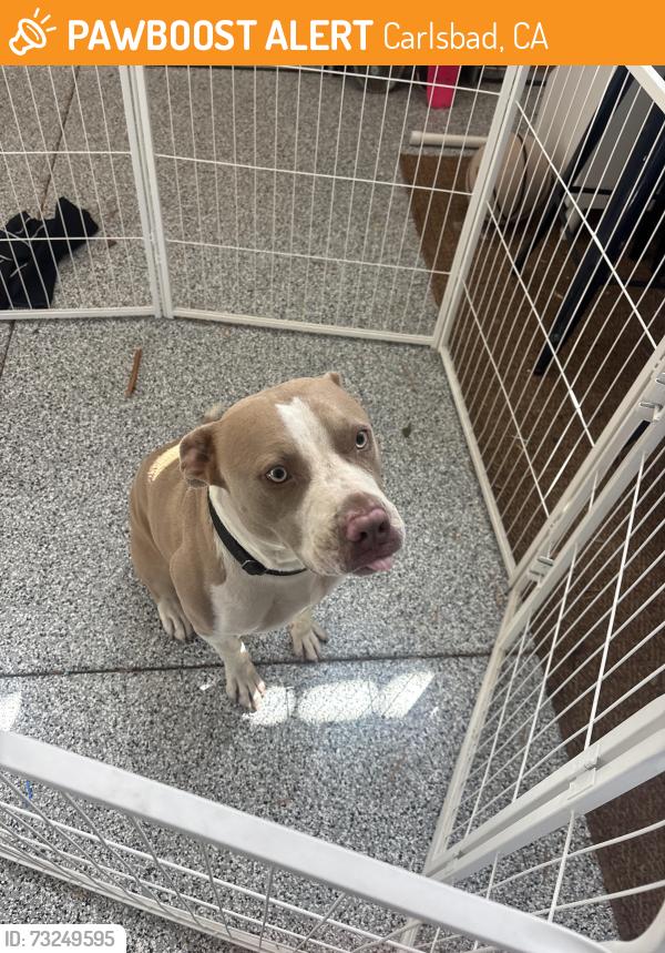 Found/Stray Male Dog last seen Near Highland Dr, Carlsbad, CA 92008