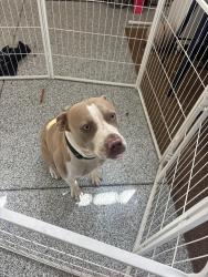 Found/Stray Male Dog last seen Near Highland Dr, Carlsbad, CA 92008