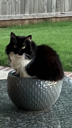Lost Female Cat last seen Near Teagen Ln, Yukon, OK 73099