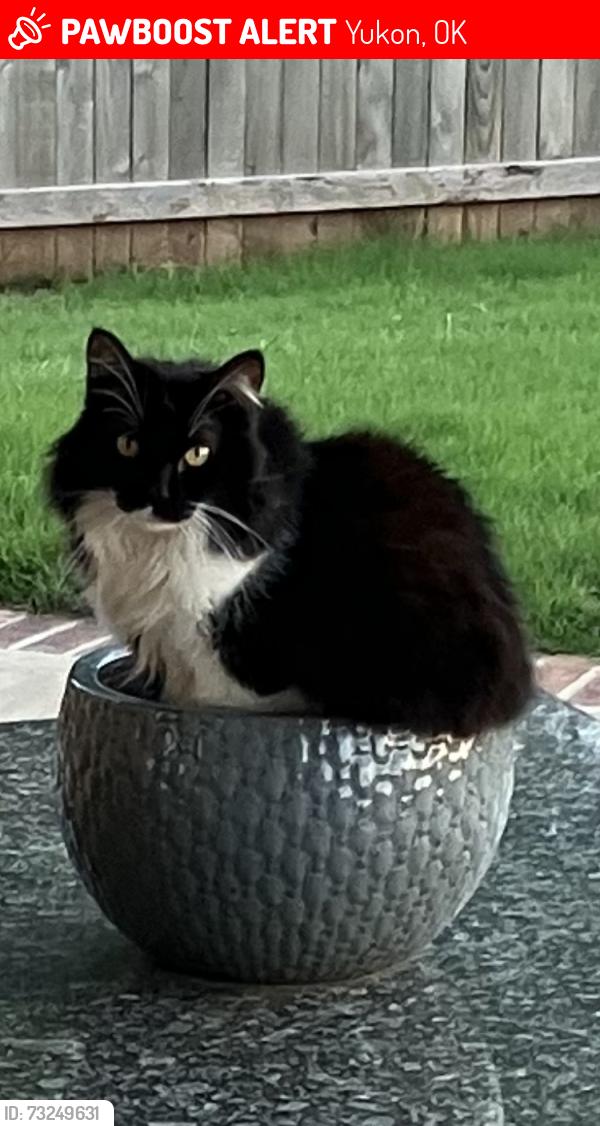 Lost Female Cat last seen Near Teagen Ln, Yukon, OK 73099