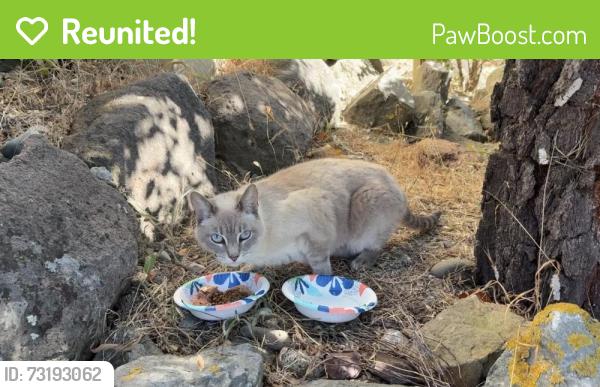 Reunited Female Cat last seen Quail Hill Lane / Hillcrest, Richmond, CA 94803