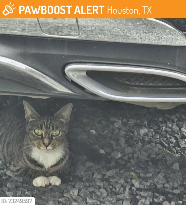 Found/Stray Female Cat last seen Between Shepherd and Durham, Houston, TX 77008