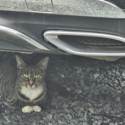 Found/Stray Female Cat last seen Between Shepherd and Durham, Houston, TX 77008