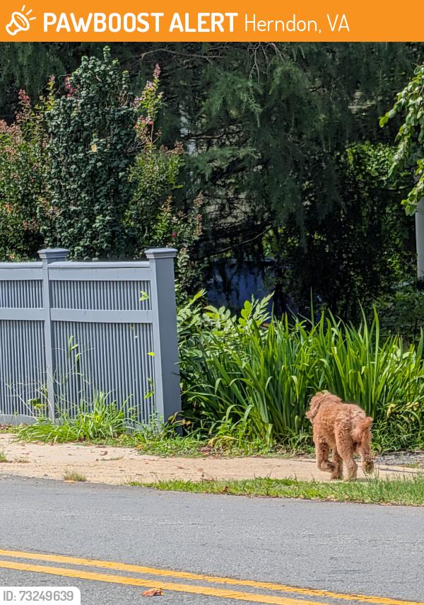 Found/Stray Unknown Dog last seen Monroe St and Madison Street heading north through yards, Herndon, VA 20170