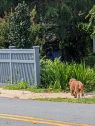 Found/Stray Unknown Dog last seen Monroe St and Madison Street heading north through yards, Herndon, VA 20170