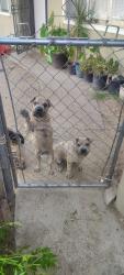 Reunited Male Dog last seen F st, San Bernardino, CA 92401