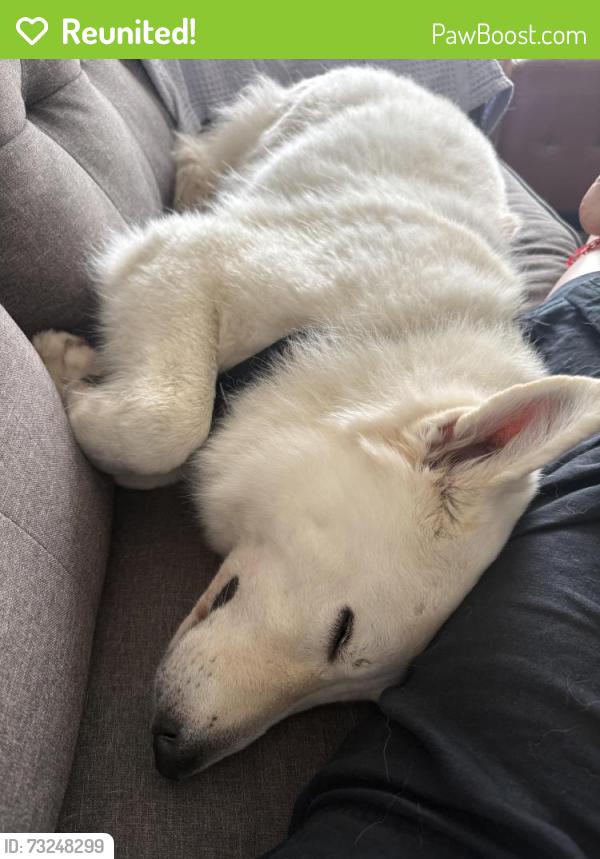 Reunited Female Dog last seen Near N Branch River Road in Branchburg, NJ, Branchburg, NJ 08876