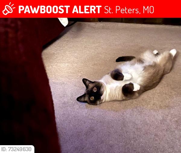 Lost Male Cat last seen Knaust Rd, St. Peters, MO 63376