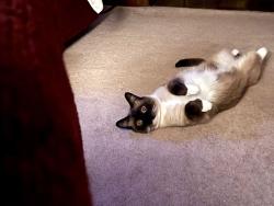 Lost Male Cat last seen Knaust Rd, St. Peters, MO 63376