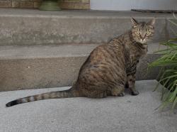 Reunited Female Cat last seen E Streamwood Blvd and Cedarcrest Dr, Streamwood, IL 60107