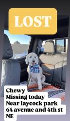 Lost Male Dog last seen Near laycock park, Calgary, AB 