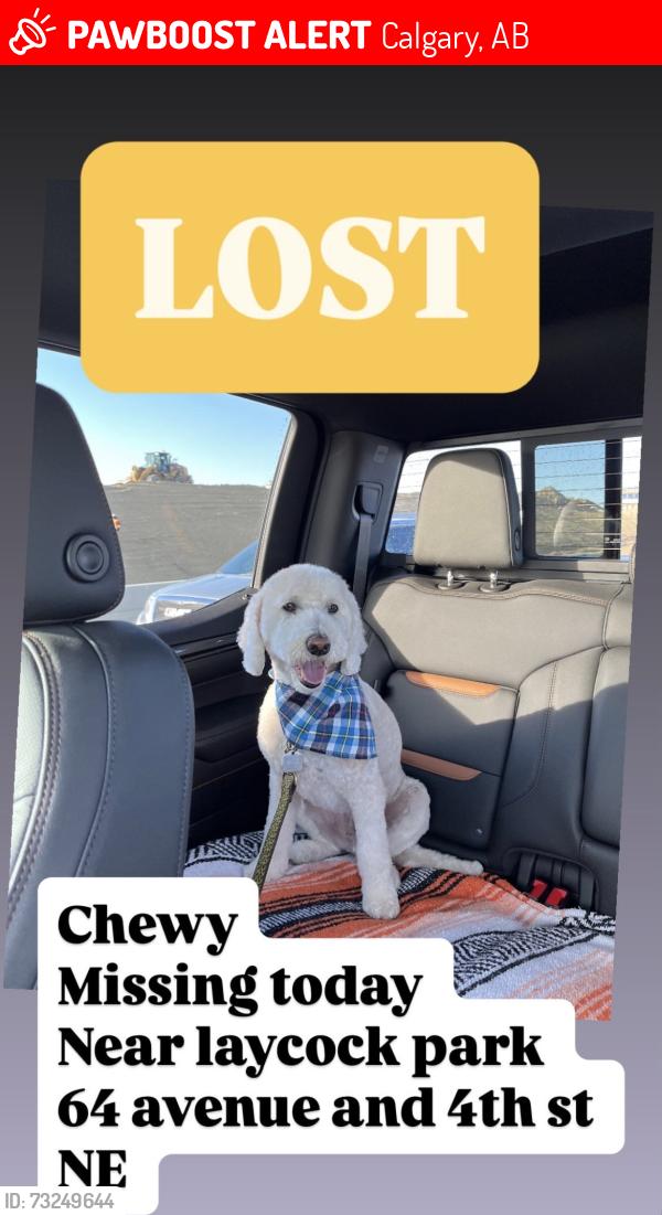 Lost Male Dog last seen Near laycock park, Calgary, AB 