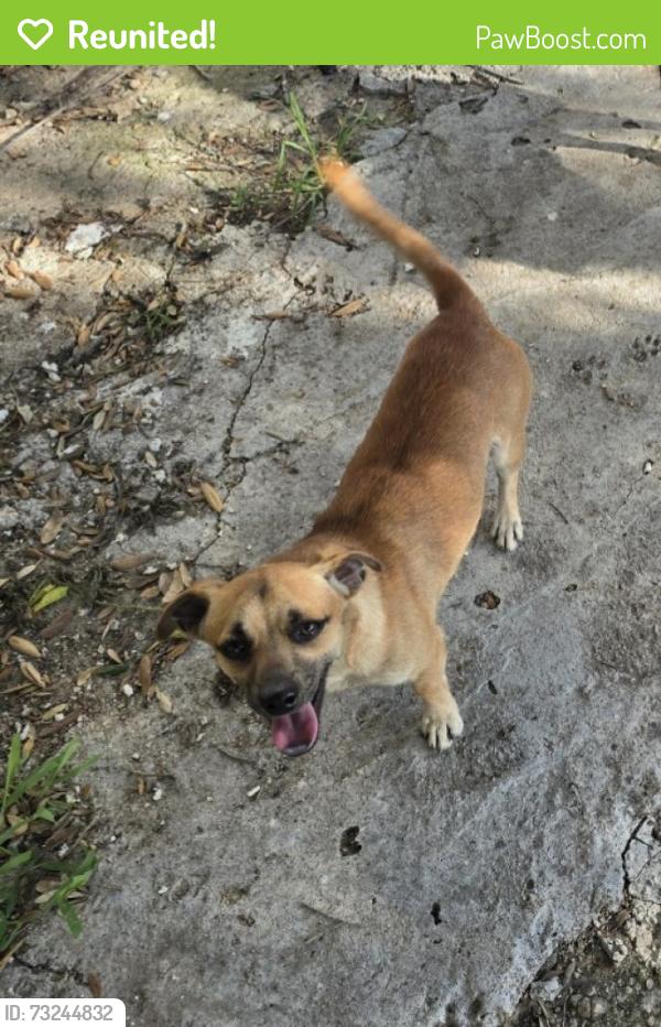 Reunited Male Dog last seen Near Avenue I, Houston, TX 77011, USA, Houston, TX 77011