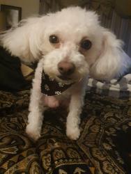 Reunited Male Dog last seen Sterling Manor and Maidstone Manor Ct, Spring, TX 77379