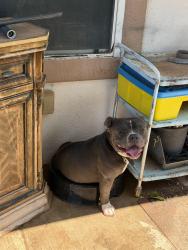 Lost Male Dog last seen Mcnutt and koogle, Anthony, NM 88021