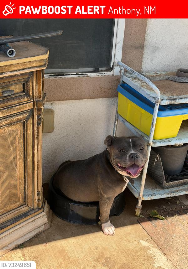 Lost Male Dog last seen Mcnutt and koogle, Anthony, NM 88021