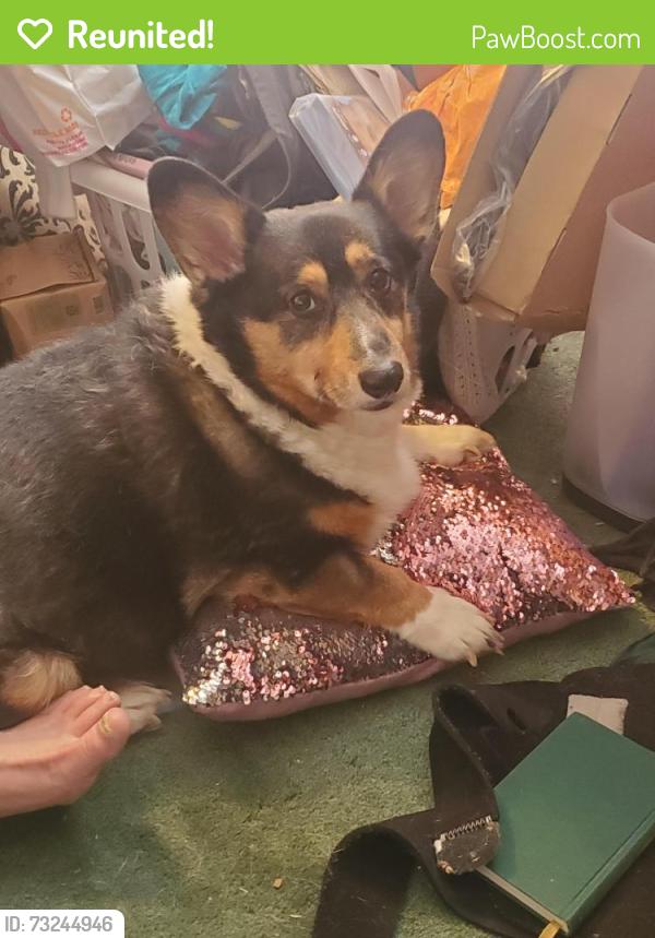 Reunited Male Dog last seen Wenlok Trl & Tanbark Dr, Marietta, GA 30066