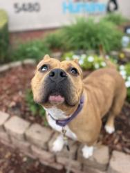 Shelter Stray Female Dog last seen Near Mira Mesa Boulevard, San Diego, CA, 92126, 5500 Gaines St, San Diego, CA 92110, USA