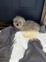 Found/Stray Male Dog last seen Brentwood elementary, Victorville, CA 92394