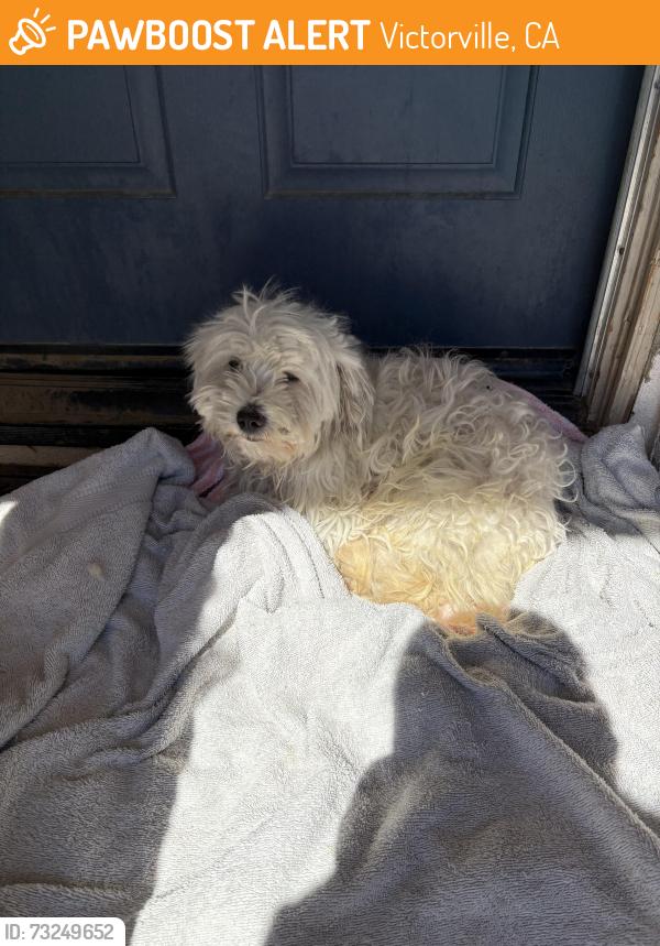 Found/Stray Male Dog last seen Brentwood elementary, Victorville, CA 92394