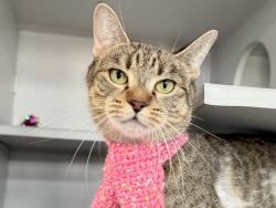 Shelter Stray Female Cat last seen Apt 6G,374 Pearl Street, NEW YORK, NY, 10038, 326 E 110th St, New York, NY 10029, USA