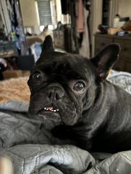 Reunited Female Dog last seen Rue Monet and rue du park, Lake Forest, CA 92610
