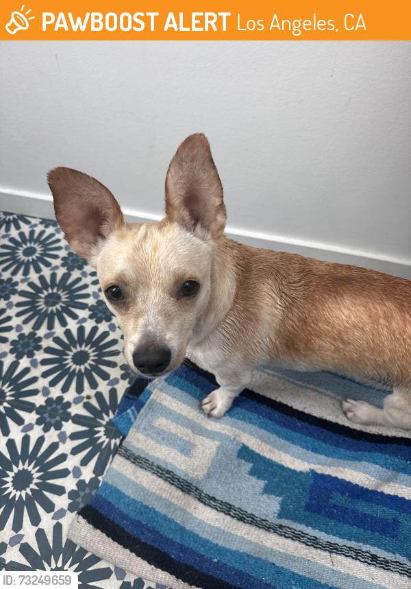Found/Stray Male Dog last seen Monterey and Lomitas, Los Angeles, CA 90042