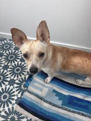 Found/Stray Male Dog last seen Monterey and Lomitas, Los Angeles, CA 90042
