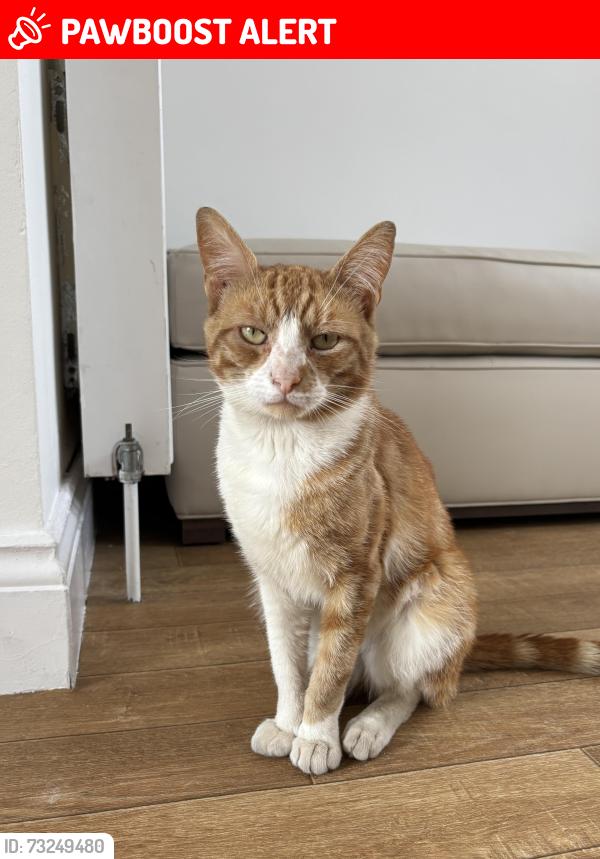 Lost Male Cat last seen Lea Valley Road / Meridian Way, Greater London, England EN3 4TY