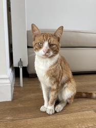 Lost Male Cat last seen Lea Valley Road / Meridian Way, Greater London, England EN3 4TY