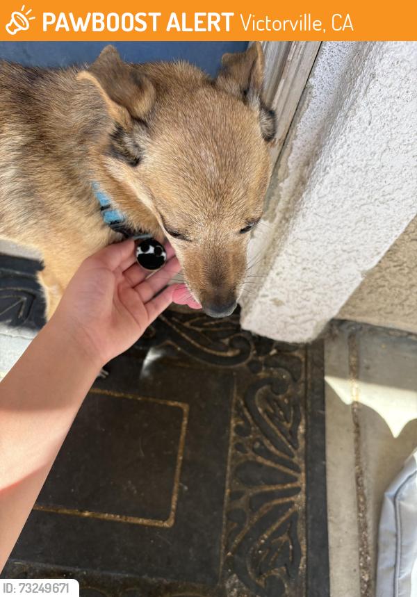 Found/Stray Male Dog last seen Brentwood elementary, Victorville, CA 92394