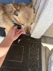 Found/Stray Male Dog last seen Brentwood elementary, Victorville, CA 92394