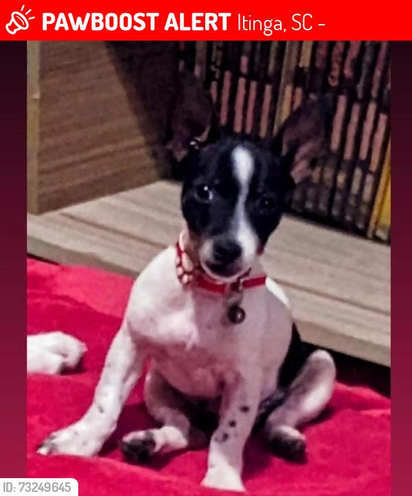 Lost Female Dog last seen Proxima a sorveteria Stilos, rua da frente, Itinga, SC 89245-000