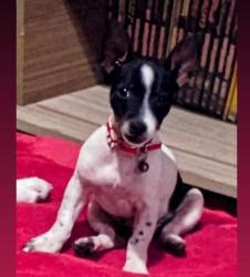 Lost Female Dog last seen Proxima a sorveteria Stilos, rua da frente, Itinga, SC 89245-000