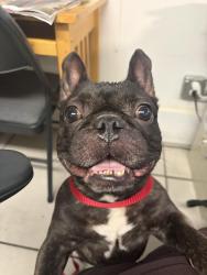 Reunited Male Dog last seen Near Baxter St., Athens, GA 30606