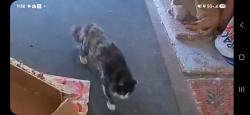 Lost Male Cat last seen Near wells rd, Knoxville, TN 37920