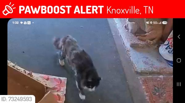 Lost Male Cat last seen Near wells rd, Knoxville, TN 37920