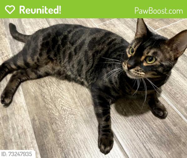 Reunited Male Cat last seen Live Oak Street, Dallas, TX 75206