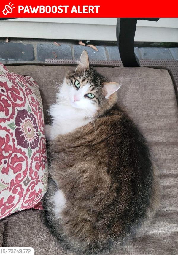 Lost Male Cat last seen Ryerson Ave wayne NJ, Pequannock Township, NJ 07444