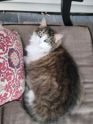 Lost Male Cat last seen Ryerson Ave wayne NJ, Pequannock Township, NJ 07444