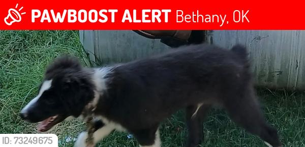 Lost Male Dog last seen MacArthur and 50th, Bethany, OK 73008